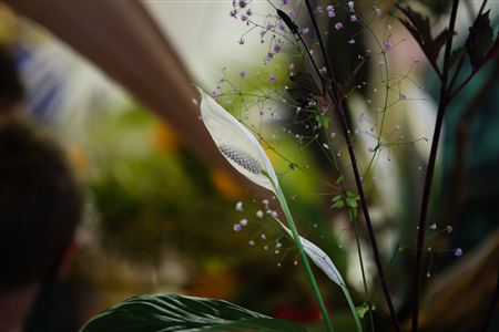 <i>Miyabi Is Driving Out Demons</i>